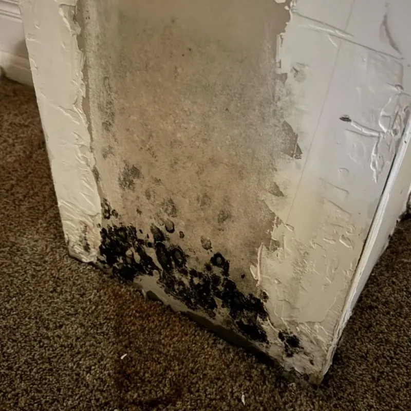 Professional Mold Removal in Barnesville, MN